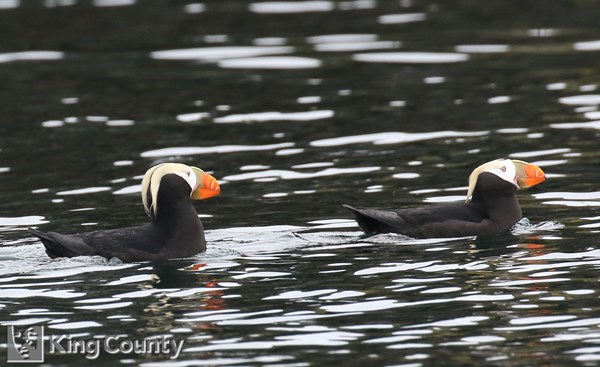 Photo of Fratercula cirrhata